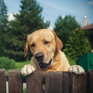 Dog Fence Labrador