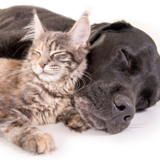 Moving With Pets