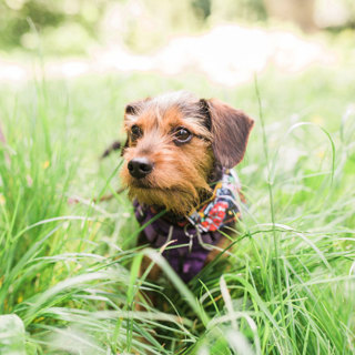 Chewie Lovelldog 002