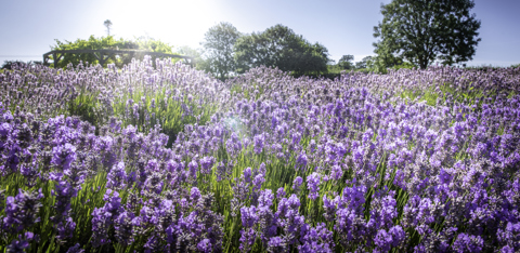 Norfolk Lavender