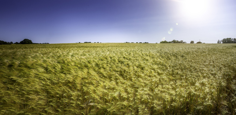 Harleston Local Fields