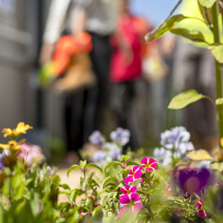 Community Garden At Acle